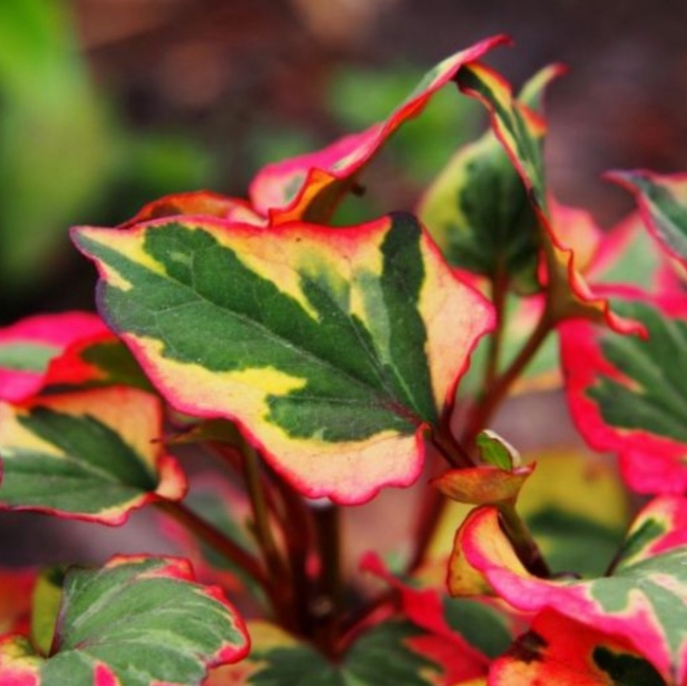 Chameleon Plant Groundcover 30 plants $20 - Picture 3 of 6
